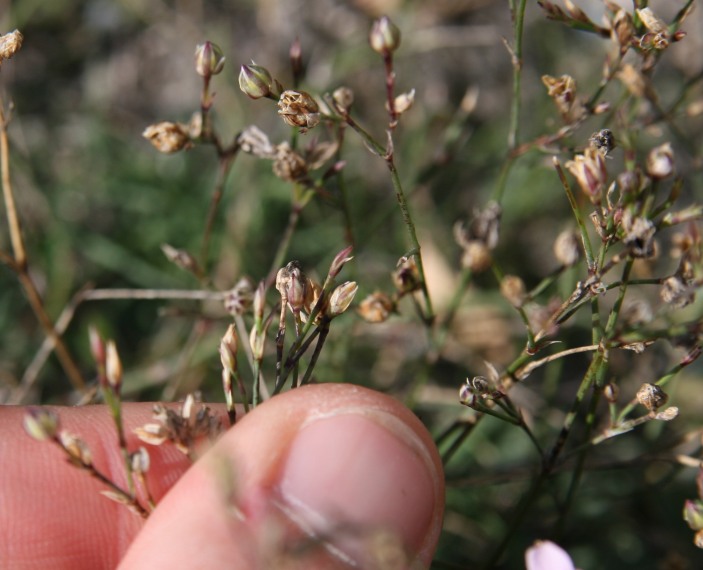 Petrorhagia saxifraga dal Moncenisio
